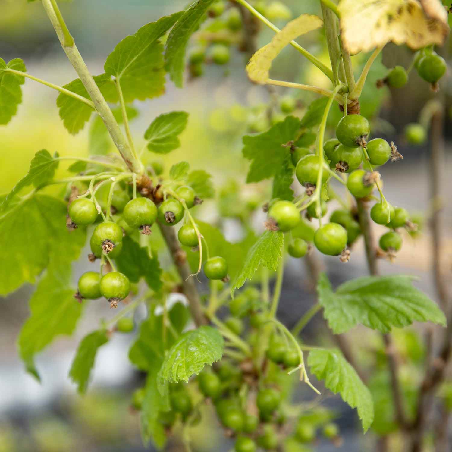 Redcurrant 'jonkheer Van Tets' | 1 x 3L | Red