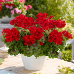 Geranium Galaxy Red Zonal 40cm | 12 x Plug Plants | Bright Red