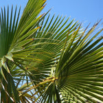 Direct Plants 3x Trachycarpus Fortunei Fan Palm Trees, 30-40cm Tall, Supplied In 2/3 Litre Pots