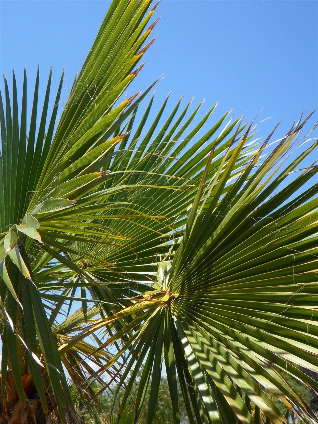 Direct Plants 3x Trachycarpus Fortunei Fan Palm Trees, 30-40cm Tall, Supplied In 2/3 Litre Pots