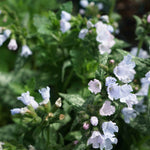 Hayloft Pulmonaria Collection - 3 X 9cm Pots 1 Of Each Variety