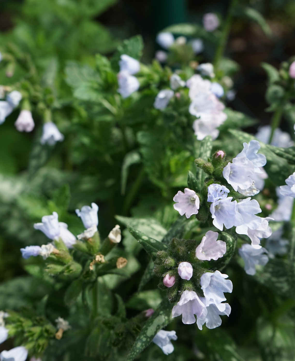 Hayloft Pulmonaria Collection - 3 X 9cm Pots 1 Of Each Variety