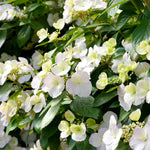 Thompson & Morgan Hydrangea Macrophylla Runaway Bride 2 Litre Potted Plant X 1