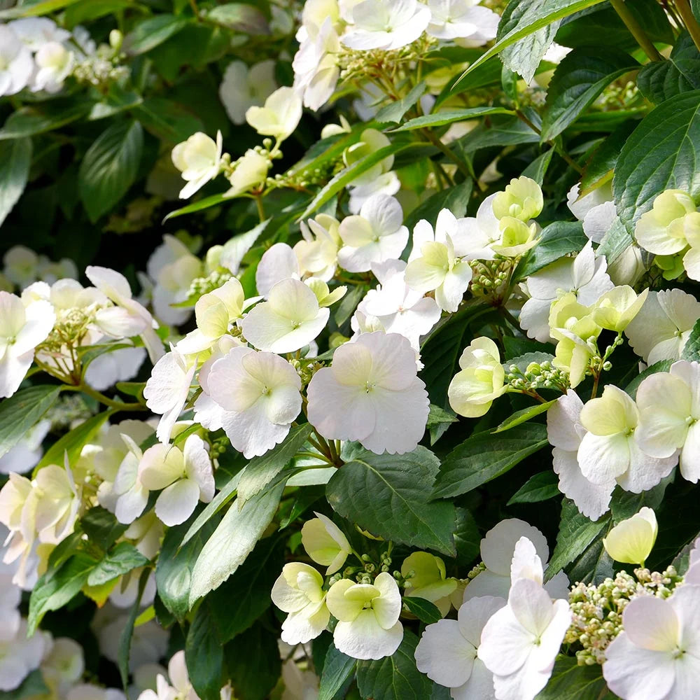 Thompson & Morgan Hydrangea Macrophylla Runaway Bride 2 Litre Potted Plant X 1