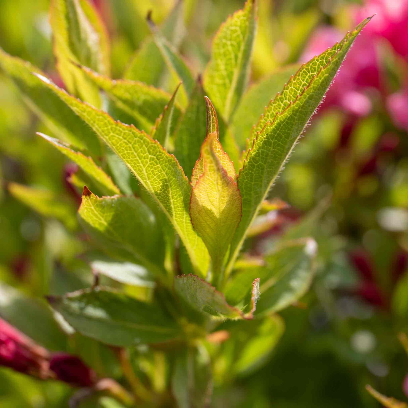 Weigela 'picobella Rosa' - Compact Pink-flowering Shrub | 1 x 3L | Pink