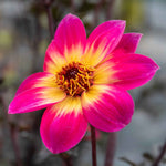 Dahlia 'mystic Sparkler' - Compact Patio Perennial | 6 x Jumbo Plugs