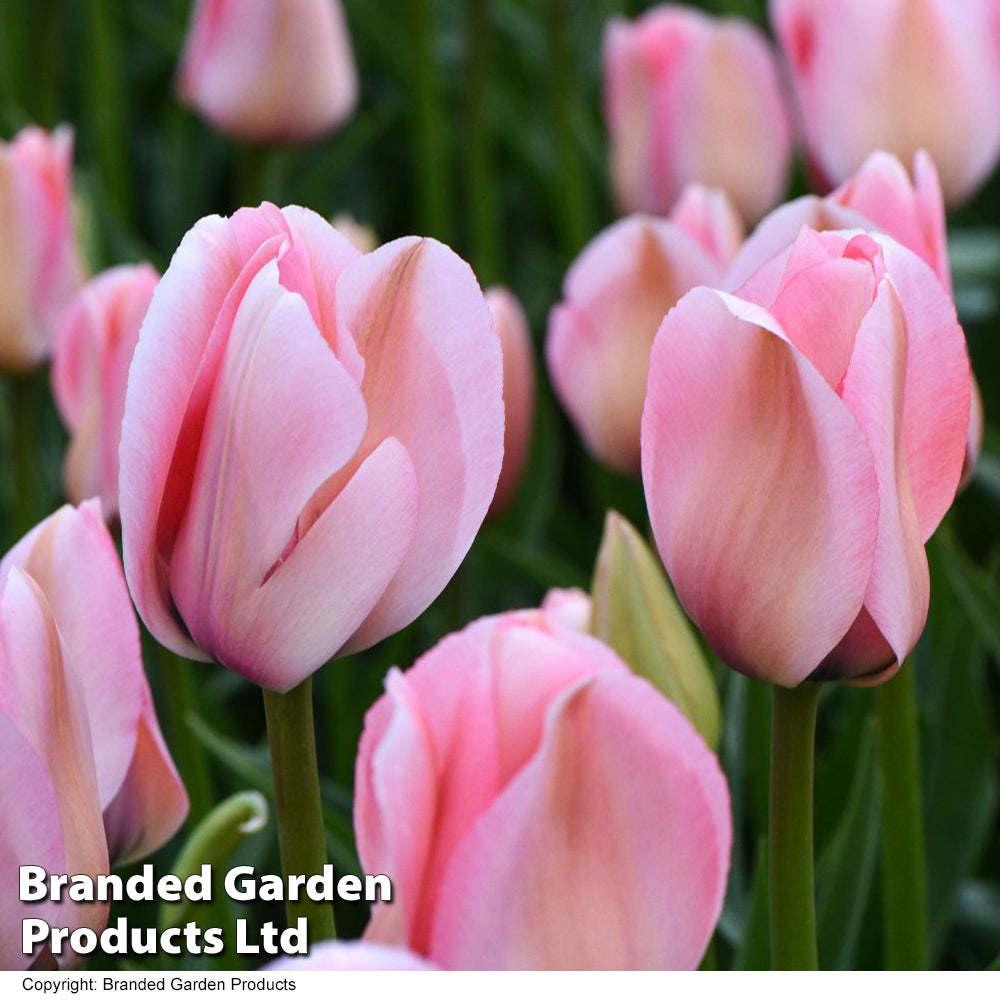 Tulip Bella Blush Bulbs | 8 x Bulbs