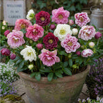 Dazzling Helleborus Collection - Double The Petals, Double The Beauty. 4 Plants In  9cm Pots