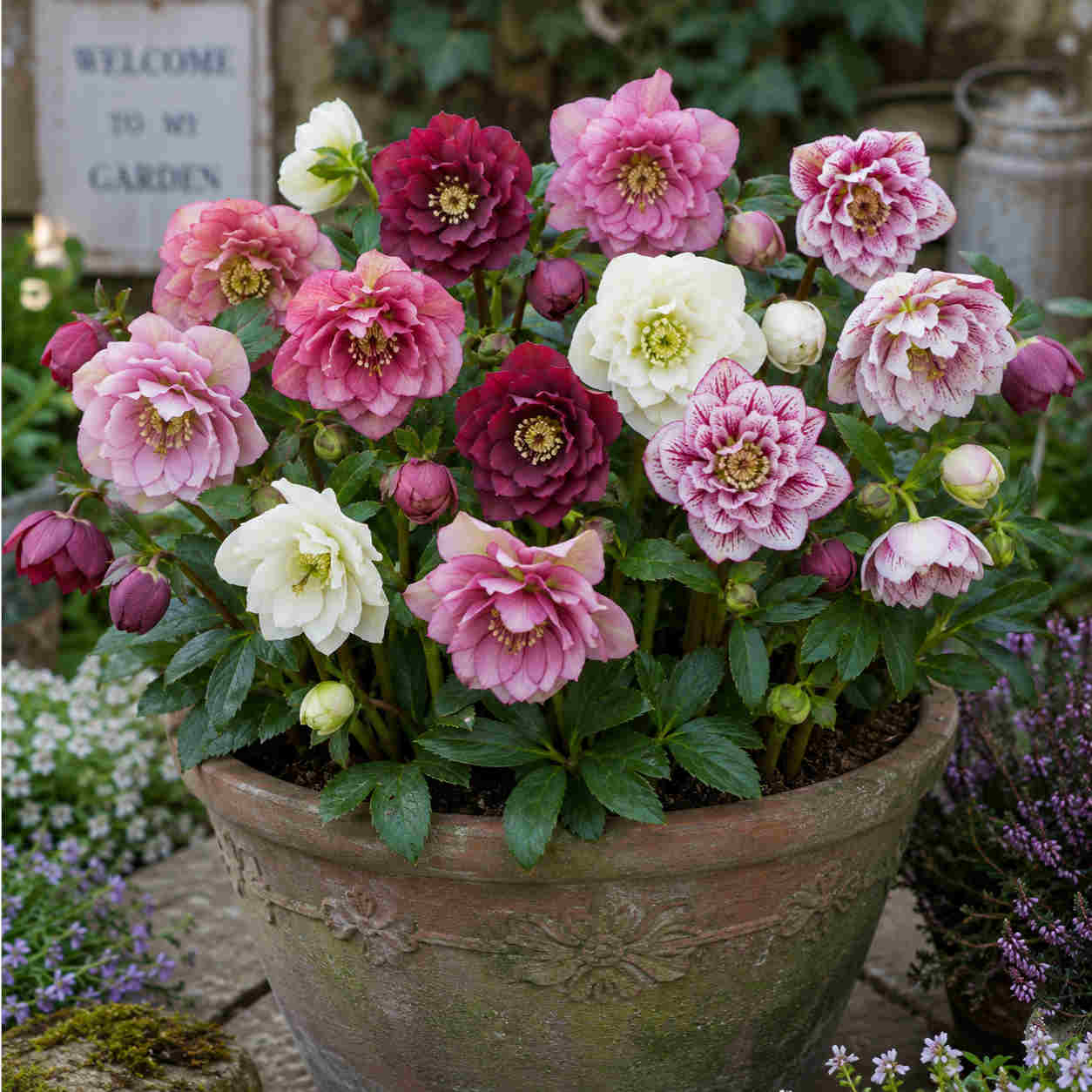 Dazzling Helleborus Collection - Double The Petals, Double The Beauty. 4 Plants In  9cm Pots