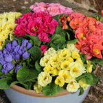 Primula Rosebud Mix - Enliven Your Winter And Spring Garden - 9cm pots | 3 x 9cm | Multi
