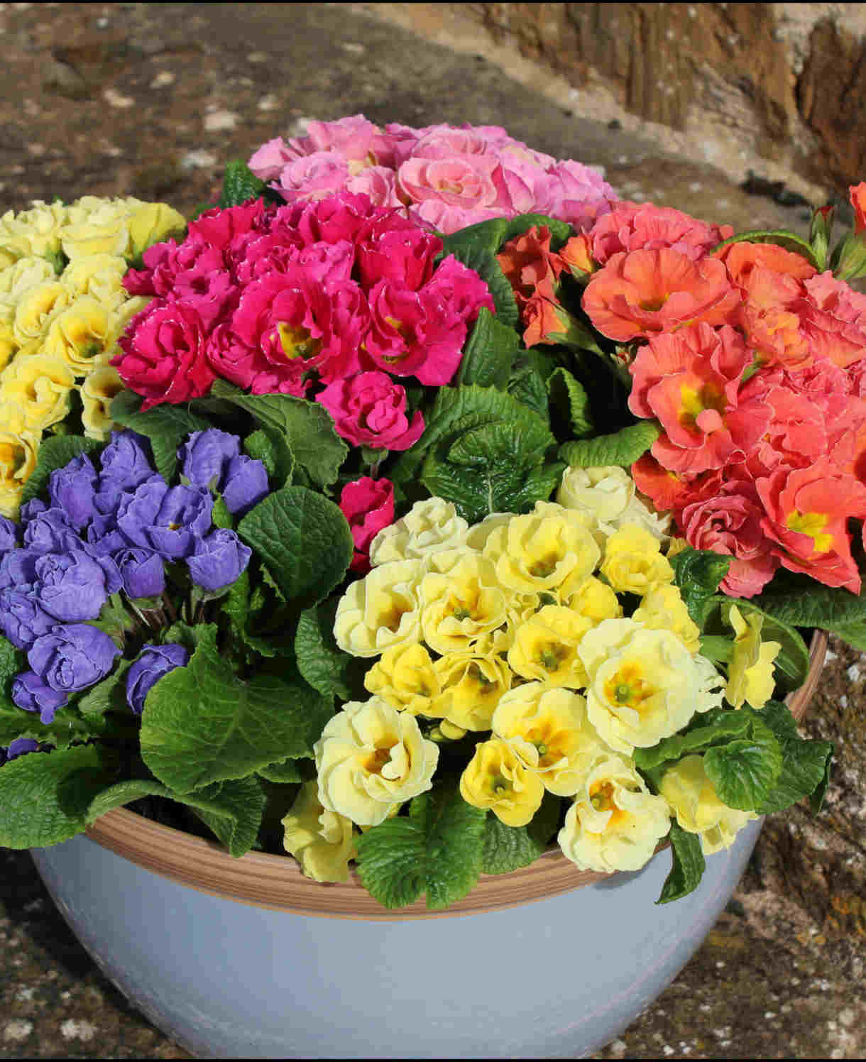 Primula Rosebud Mix - Enliven Your Winter And Spring Garden - 9cm pots | 3 x 9cm | Multi