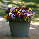 Pansy Matrix Blotched Mix Pro Grower Plugs