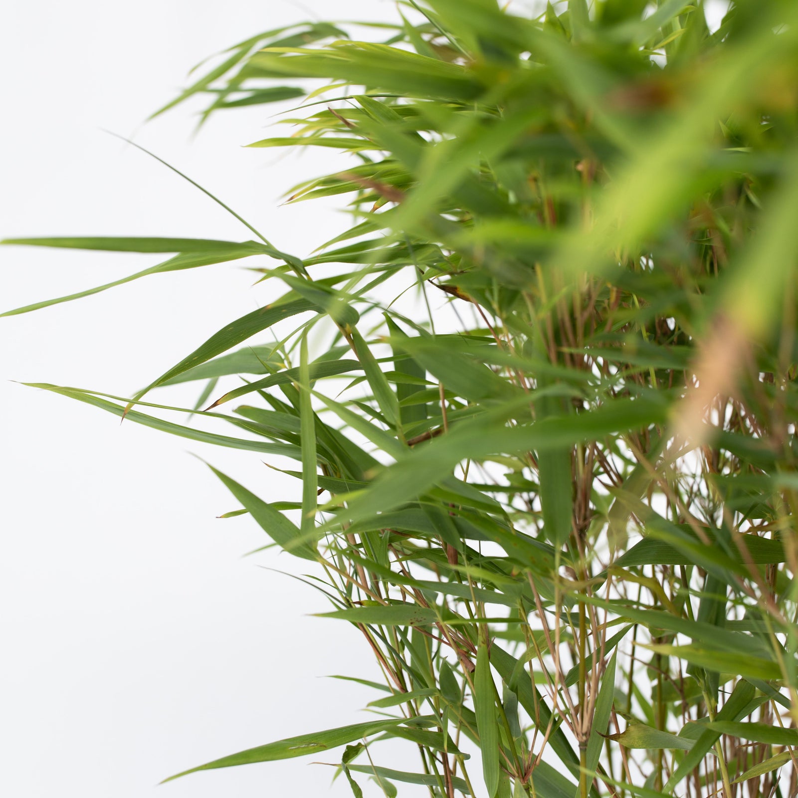 Chinese Fountain Bamboo - 2 Pcs. - Fargesia Nitida 'gansu' - H50-70cm - ⌀17cm | Set-of-2 | Green