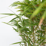 Chinese Fountain Bamboo - 2 Pcs. - Fargesia Nitida 'gansu' - H50-70cm - ⌀17cm | Set of 2 | Green
