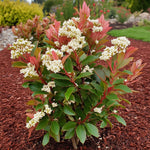Christmas Berry - Photinia Fraseri 'red Robin' - Height 30-40cm - ⌀17cm | Set of 2 | Red