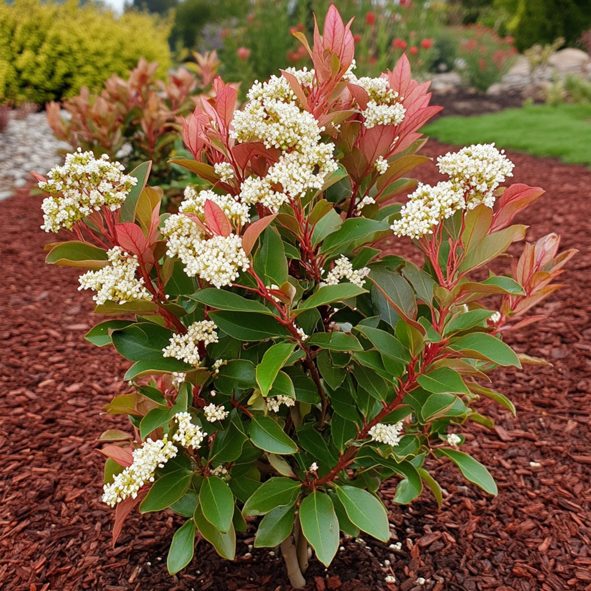 Christmas Berry - Photinia Fraseri 'red Robin' - Height 30-40cm - ⌀17cm | Set of 2 | Red