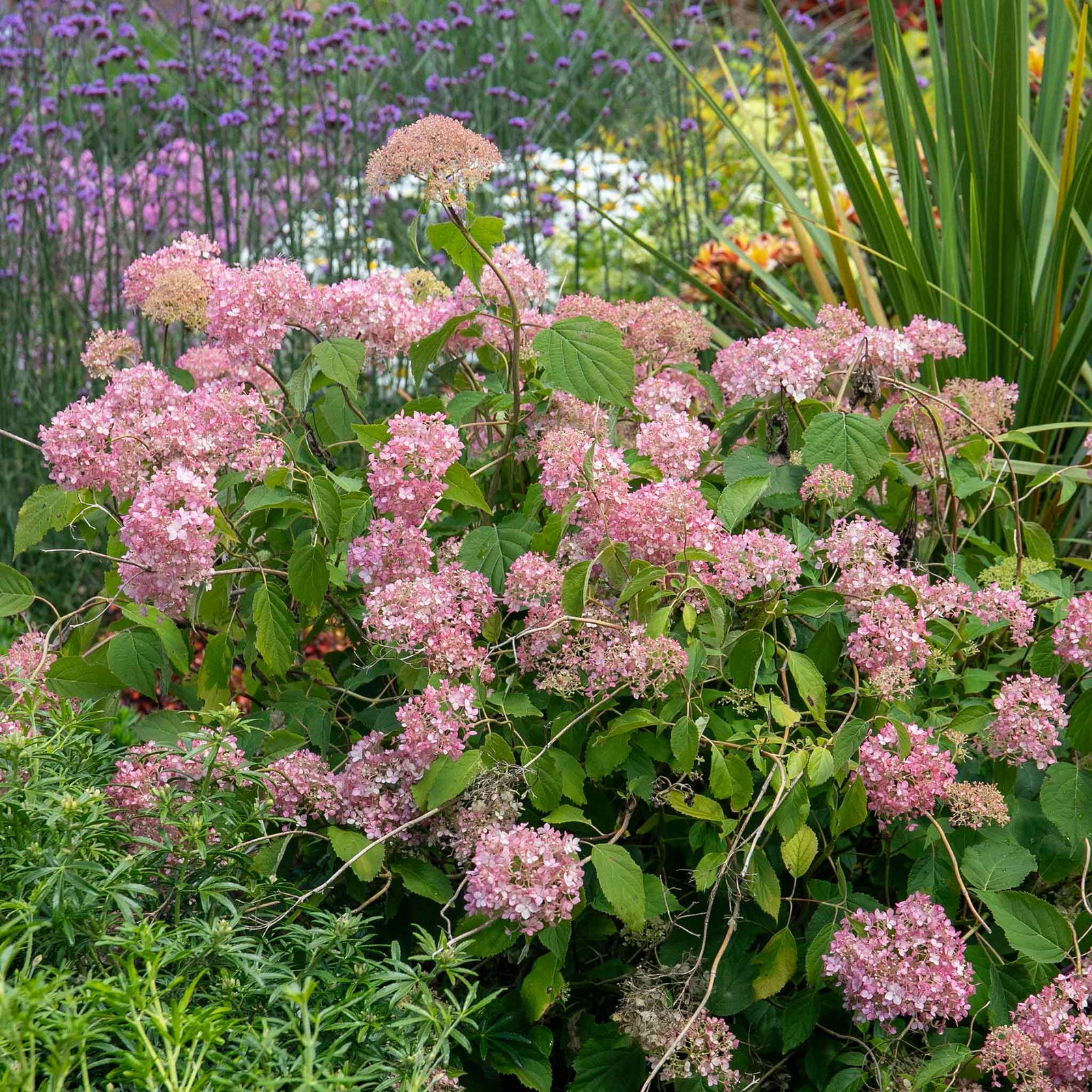 Hydrangea 'candybelle Bubblegum' Pink Flowering Shrub | 1 x 3L | Pink