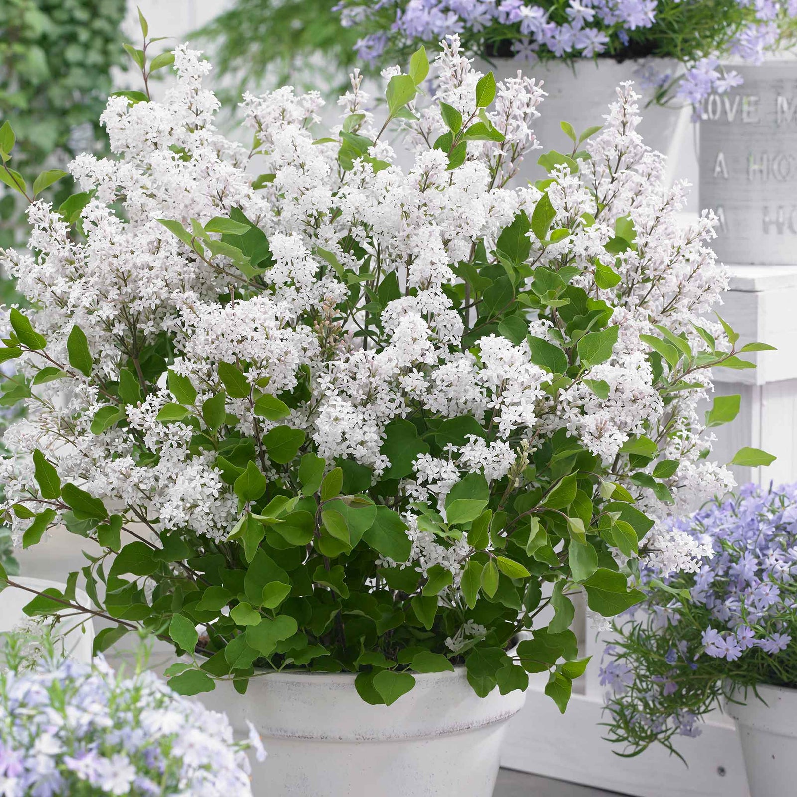 Syringa 'flowerfesta White' Dwarf Lilac | 1 x 3L | White