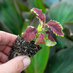 Coleus Skeletal - Maroon & Lime Ferny Foliage | 12 x Plug Plants