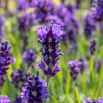Lavandula 'beezee Dark Blue' Compact Pollinator-friendly English Lavender | 1 x 2L | Blue