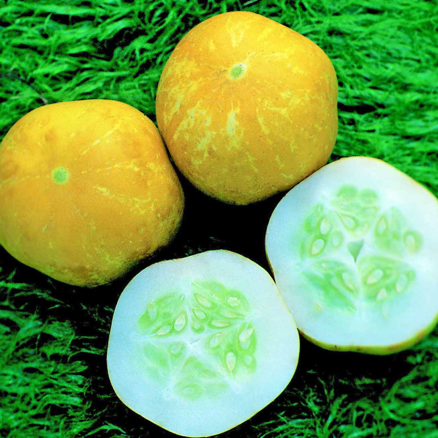 Cucumber Crystal Lemon - Small Sweet Round Yellow Fruits | 6 x Jumbo Plugs | Yellow