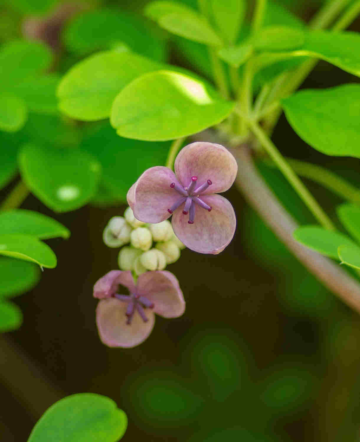 Akebia Quinata 'rosea' 9cm Pot | 1 x 9cm | Pink