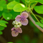 Akebia Quinata 'rosea' 9cm Pot | 3 x 9cm | Pink