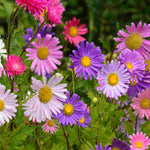 Aster Mix - Plug Plants | 15 x Plug Plants | Mixed