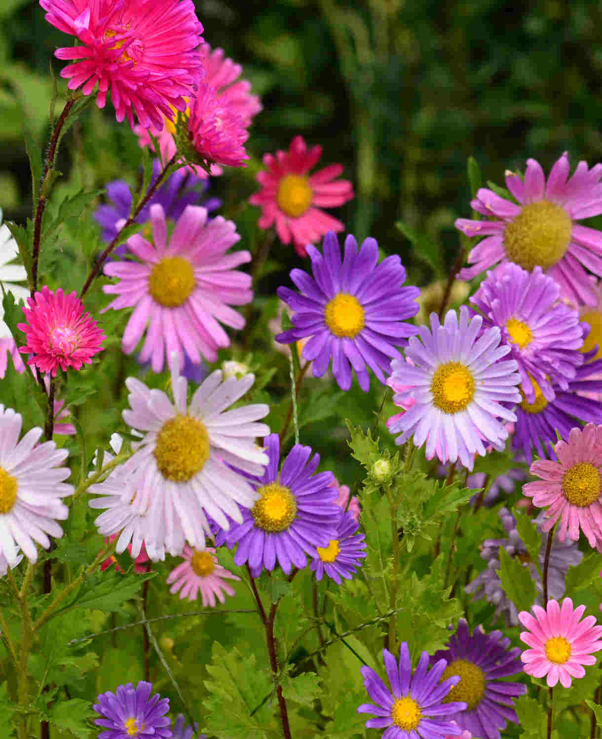 Aster Mix - Plug Plants | 15 x Plug Plants | Mixed