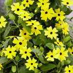 Thunbergia 'yellow' Climbing Plant | 12 x Plug Plants | Yellow