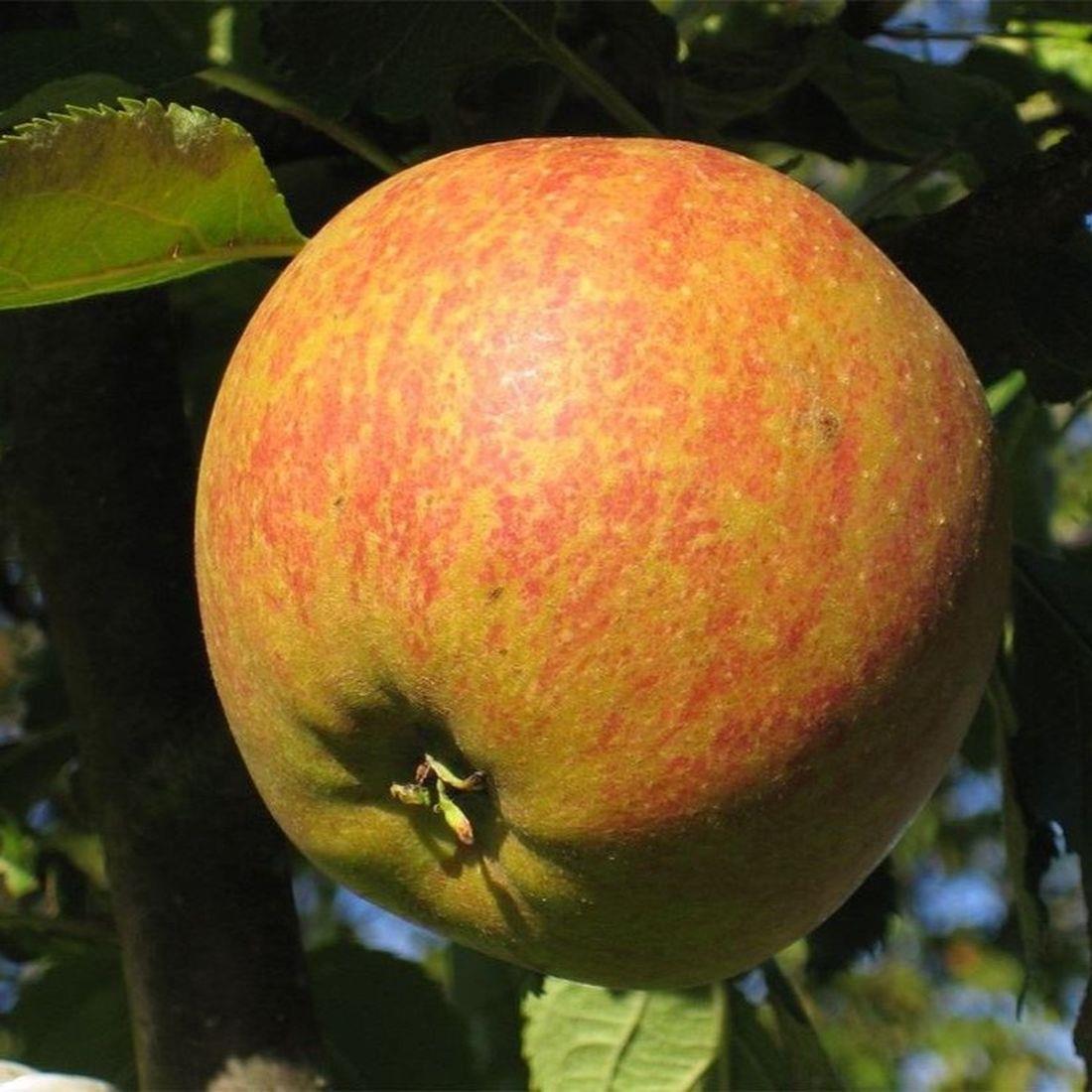 Direct Plants Cox's Orange Pippin Apple Dwarf Patio Fruit Tree 3-4ft Supplied In A 5 Litre Pot