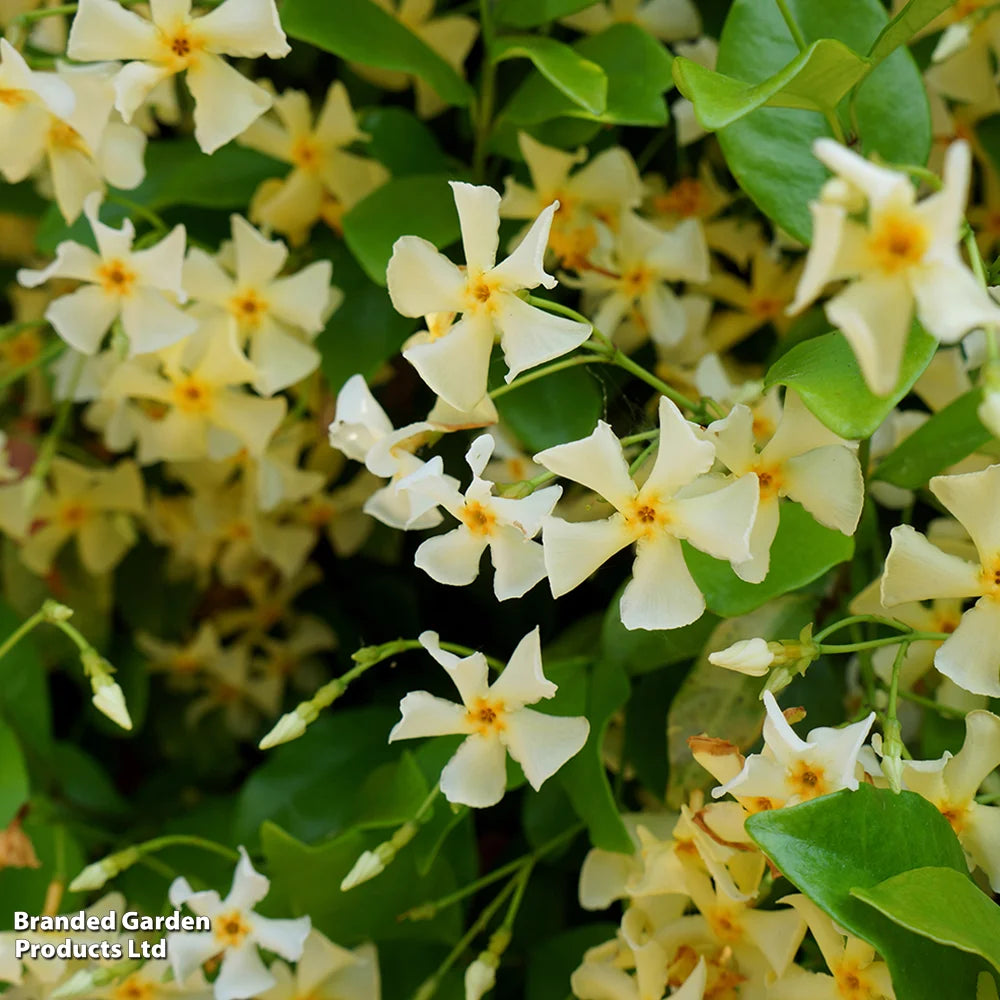 Trachelospermum Jasminoides 'star Of Toscana' 9cm Potted Plant | 3 x 9cm