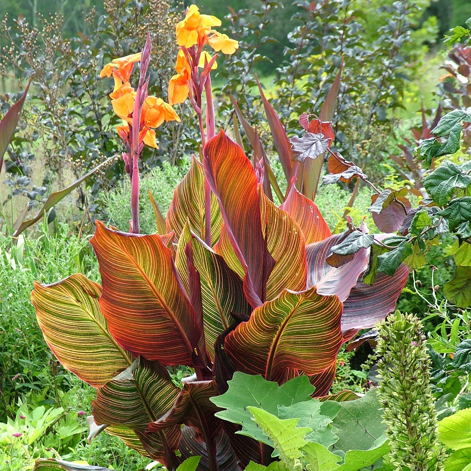 Canna Lily 'lily Tropicana' Plants | 1 x 9cm | Purple & Green