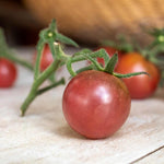 Tomato Chocolate Cherry Seeds | 10 Seeds