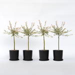 Flamingo Willow - 4 Pcs. - Salix Integra 'flamingo' - Height 60-80cm - ⌀17cm | Set of 4 | Pink