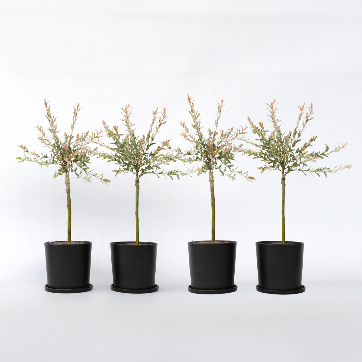 Flamingo Willow - 4 Pcs. - Salix Integra 'flamingo' - Height 60-80cm - ⌀17cm | Set of 4 | Pink