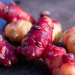 Oca (new Zealand Yam) Tubers | 5 x Bulbs | Red