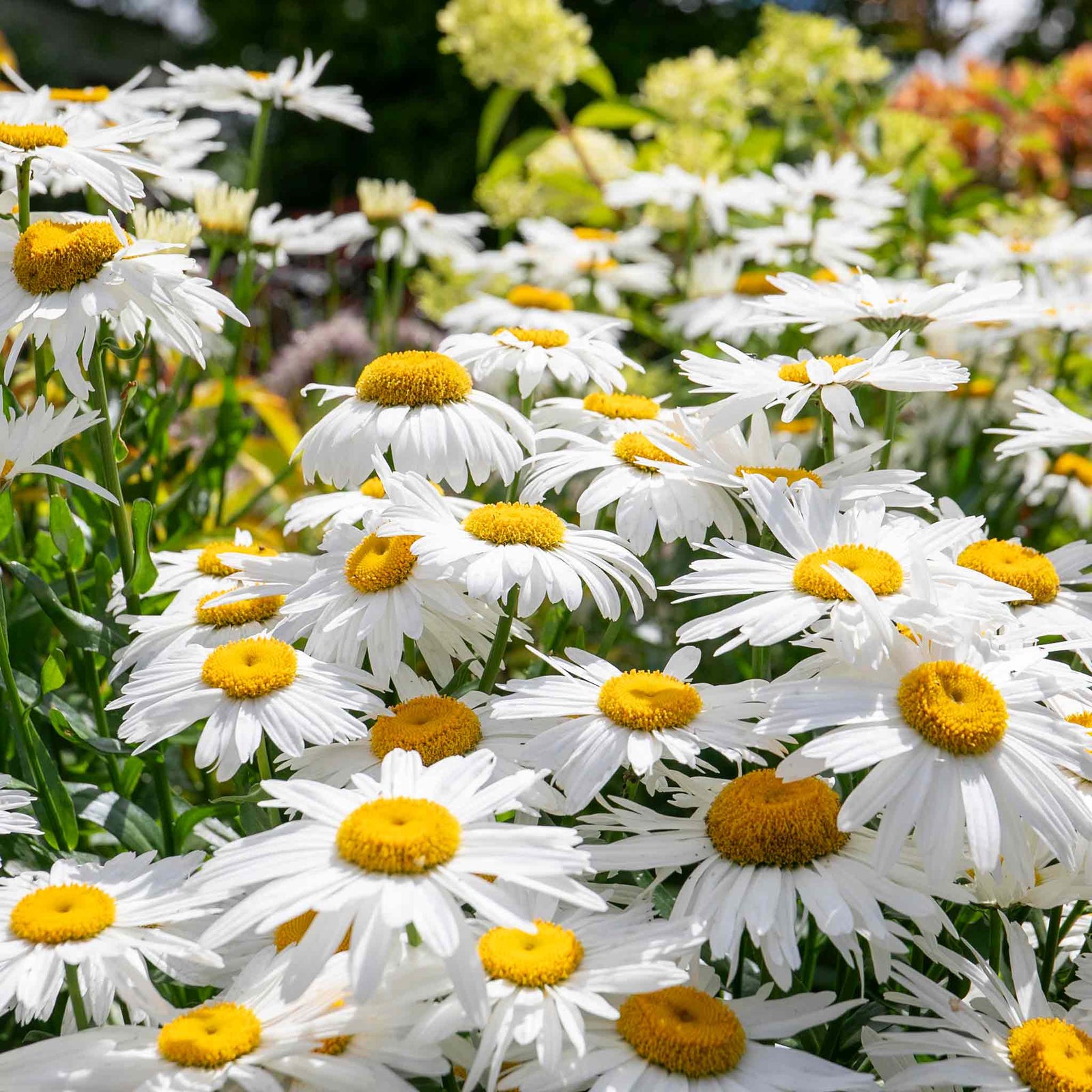 Leucanthemum 'madonna' White Daisy Perennial 50cm | 1 x 2L | Green & White