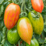 Pink Tiger Tomato — Striped Plum Tomatoes Seeds | 10 Seeds