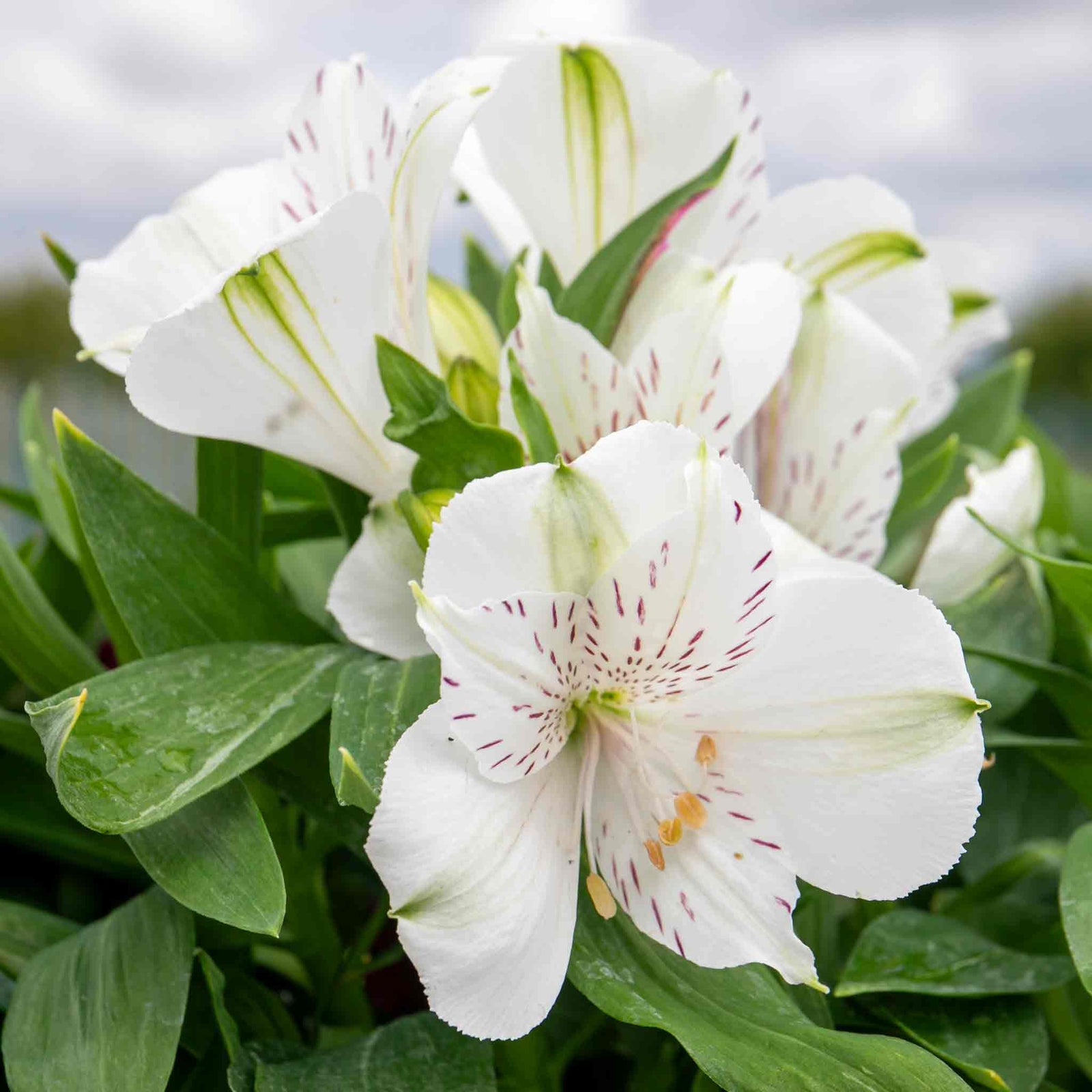 Alstroemeria 'inticancha White Magic' – Compact White & Burgundy Blooms Jumbo Plug Plants | Set-of-3 | White
