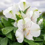 Alstroemeria 'inticancha White Magic' – Compact White & Burgundy Blooms Jumbo Plug Plants | Set of 6 | White