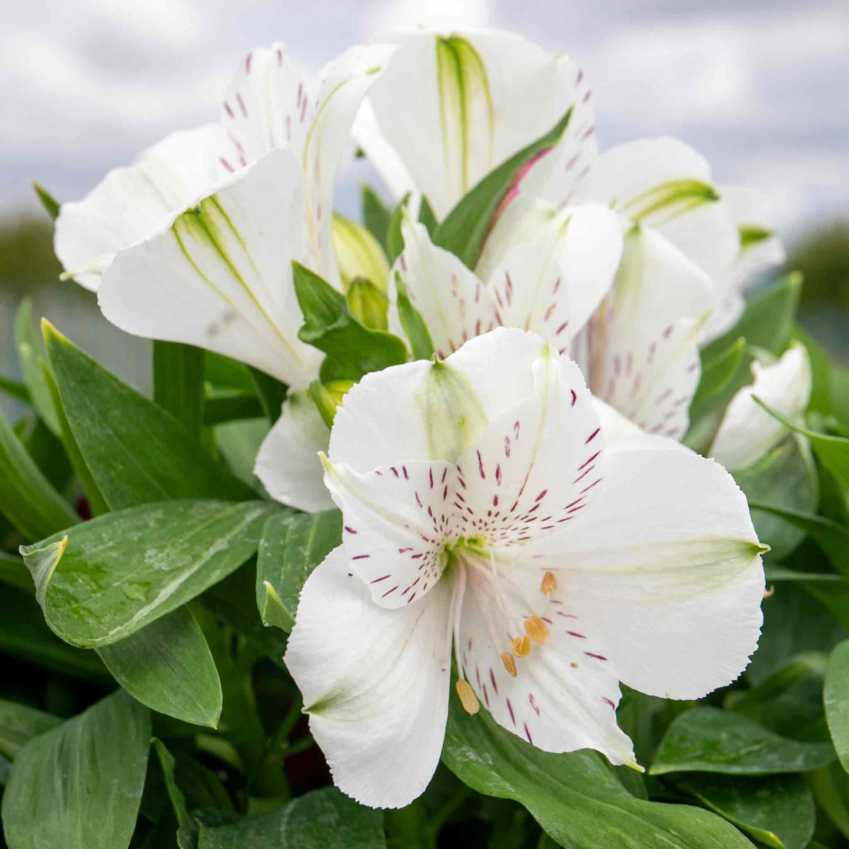 Alstroemeria 'inticancha White Magic' – Compact White & Burgundy Blooms Jumbo Plug Plants | Set of 3 | White