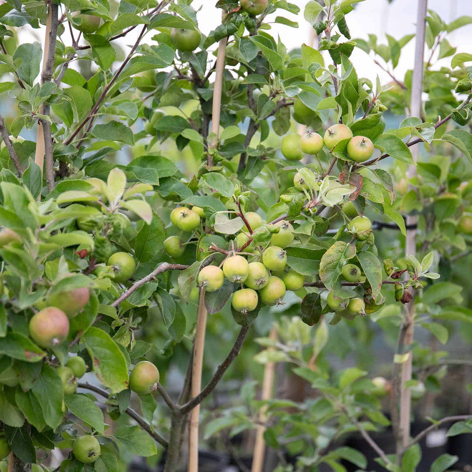 Apple 'pixie' | 1 x Bare Root