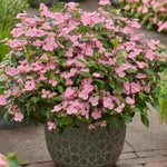 Hydrangea Scandens First Love - 12cm pots | Set-of-3 | Pink