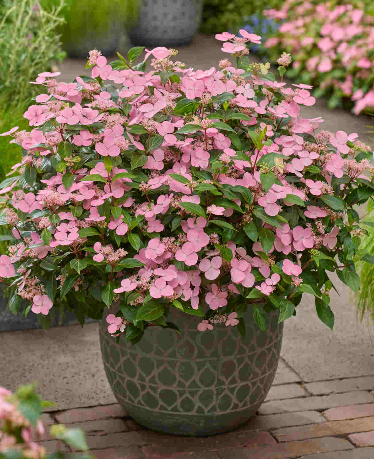 Hydrangea Scandens First Love - 12cm pots | Set-of-1 | Pink