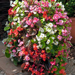 Summer Bedding Collection 24 Plugs