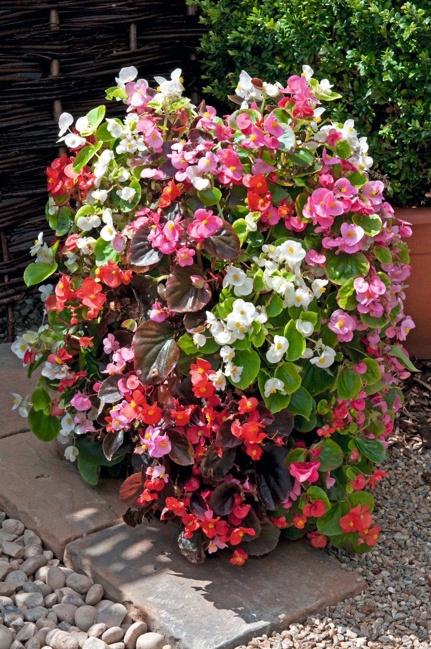 Summer Bedding Collection 24 Plugs