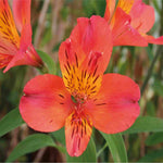 Hayloft Alstroemeria Ducs D'anjou 'louis' - 3 X 9cm Pots