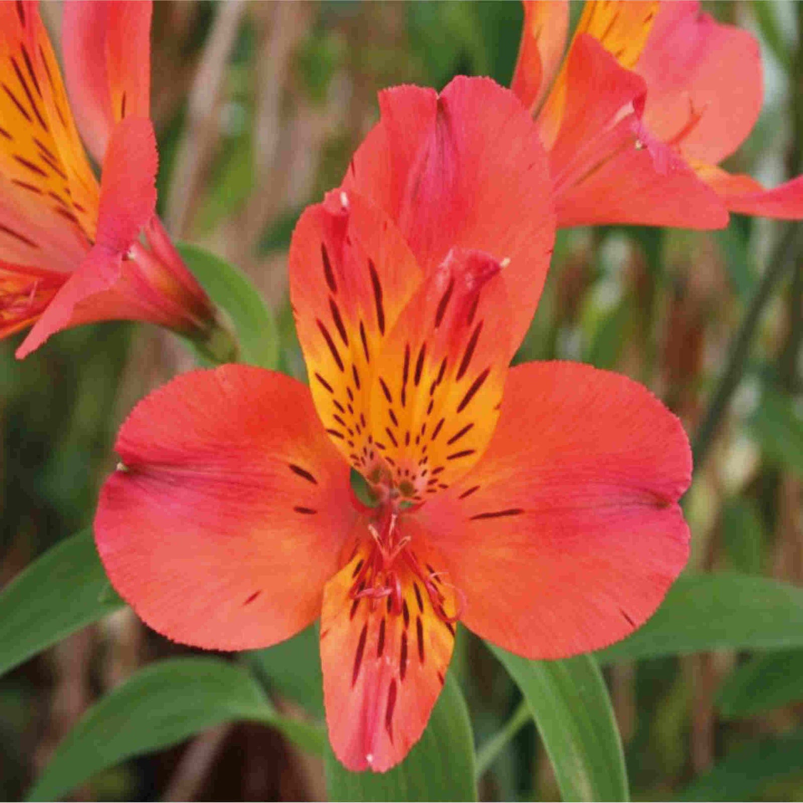 Hayloft Alstroemeria Ducs D'anjou 'louis' - 3 X 9cm Pots
