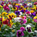 Pansy Matrix Blotched Mix Pro Grower Plugs | 12 x Pro Grower Plugs | Mixed
